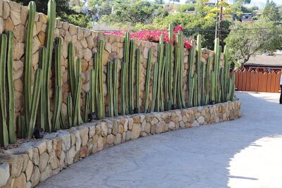 Fence post cacti (Pachycereus marginatus) Cactus Privacy Wall, Mexican Fence Post Cactus Landscape, Cactus Fence, Mexican Fence Post Cactus, Fence Post Cactus, Cactus Landscaping, Tapestry Garden, Mexican Fence Post, Driveway Landscape