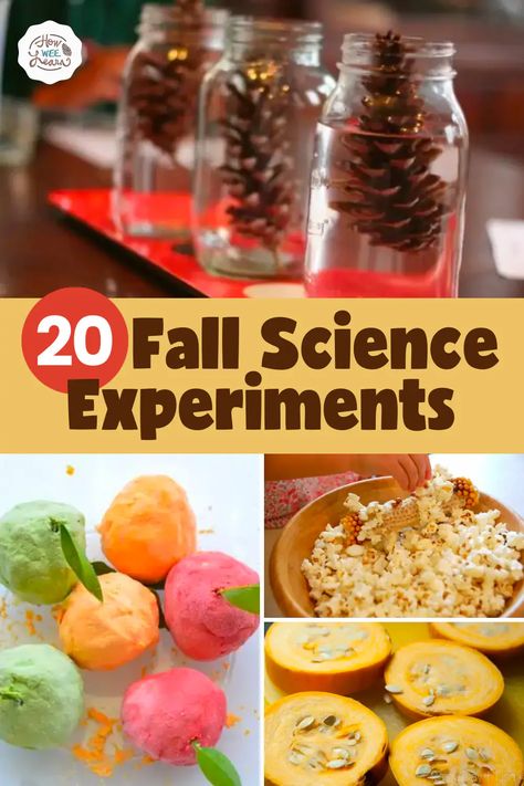 Fall Science Experiments, Pumpkin Science Experiment, Fall Science Activities, Pumpkin Science, Fall Science, Science Experiments For Kids, October Activities, Preschool Science Activities, November Activities