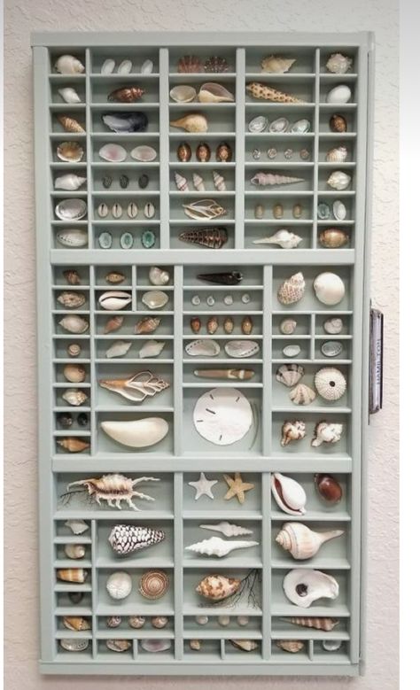 Printers Tray With Shells, She’ll Display, Shell Storage Ideas, Seashell Tray, Perth House, Seashell Ideas, Printer Tray, Super Shadow, Seashell Art Diy