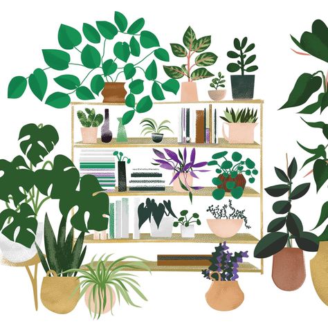 Illustration by Holly Acland Houseplant Illustration, Breathe Magazine, Houseplant Art, Spider Plant Babies, New Home Card, Chinese Money Plant, Leafy Plants, Home Card, Indoor Jungle