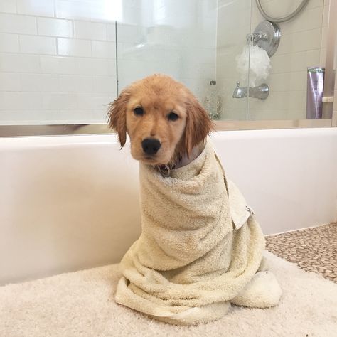 Bath time is the best time of the day // Sophie the Golden Puppy // #golden #goldenretriever #puppy #pup #bath #cute #fluffy Dog Moodboard, Puppy Bath, Orange Kitten, Future Son, Life Vibes, Orange Kittens, Rafe Cameron, Golden Puppy, Time Of The Day