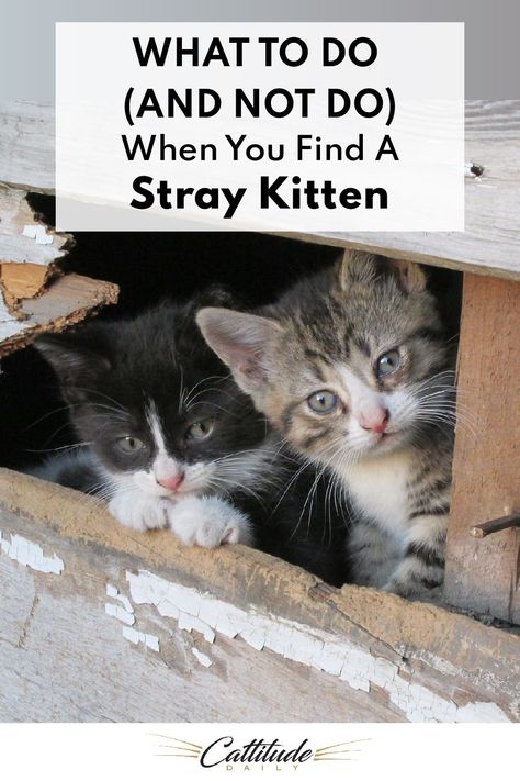 Cat Life Hacks, Stray Kitten, Feral Kittens, Rescue Kittens, Sleeping Kitten, Foster Kittens, Kitten Rescue, Kitten Care, Cat Parenting