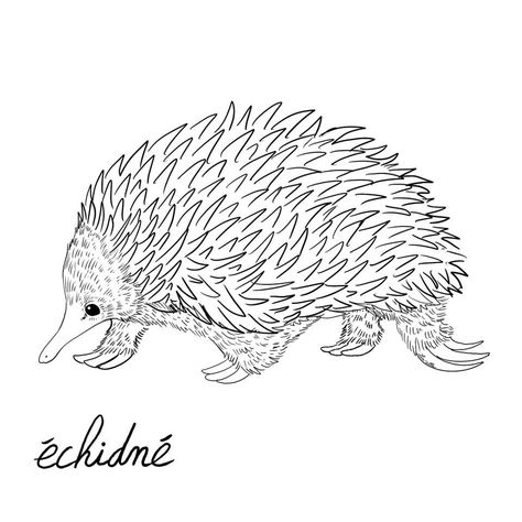 Echidna Tattoo, Echidna Drawing, Australian Possum, Whittling Patterns, Australian Fauna, Legacy Projects, Quilling Animals, Pyrography Patterns, Carnival Posters