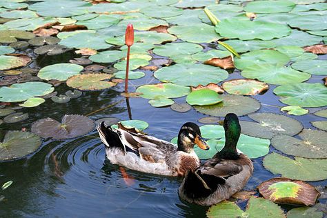 India Photo, Dog Anatomy, Pond Landscaping, Lotus Pond, Duck Tales, One Photo, West Bengal, Photo Contest, Kolkata