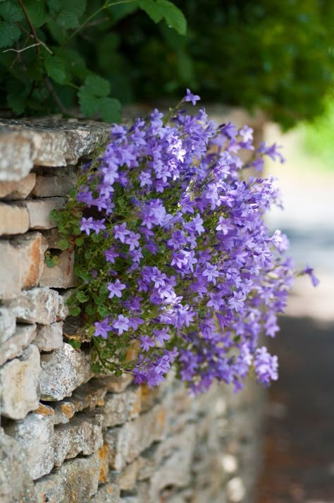 Campanula portenschlagiana - that little potted flower! Flower Growing, Flowers Growing, Easy Backyard, Purple Garden, Backyard Projects, Growing Flowers, Flowers Garden, Rock Garden, Front Garden