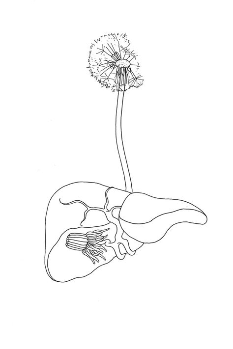 Liver / Dandelion | H O M E Liver Tattoo, Anatomy Wallpaper, Donate Life, Iris Van Herpen, Drawings Simple, Art Drawings Simple, Silver Jewellery, Anton, Creative Director