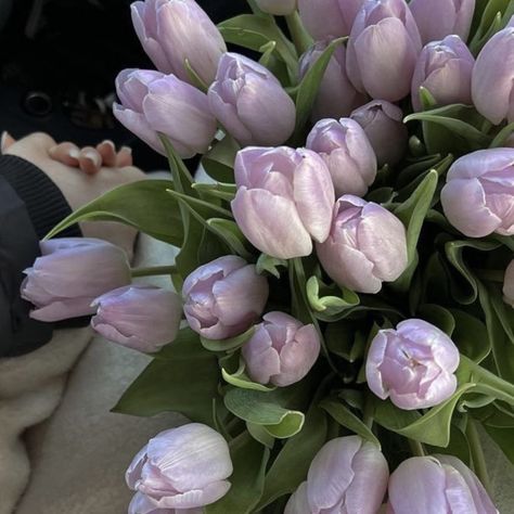 Tulips, Pink, White