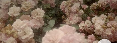 Flower Banner Twitter, Notion Cover Photos Aesthetic, Royalcore Header, Aesthetic Header Notion, Floral Twitter Header, Flower Widget Long, Pinterest Header Aesthetic, Hedar Twitter, Aesthetic Long Widget