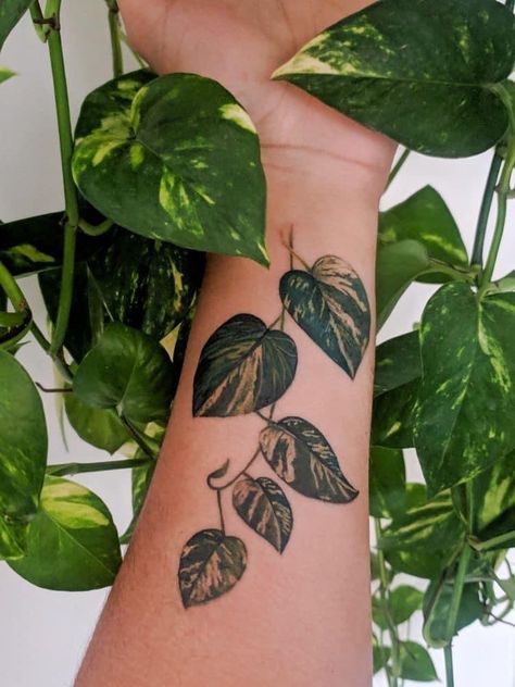 Vine Plant Tattoo Sleeve, Golden Pathos Tattoos, Thigh Plant Tattoos Women, Plants Tattoo Ideas, House Plant Tatoos, Sleeve Tattoos Plants, Plant Roots Tattoo, Plant Tattoo Ideas Sleeve, Plant Stomach Tattoo