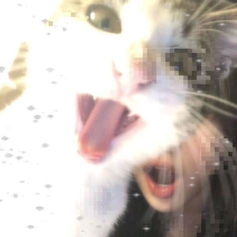 bakyrka on TikTok Pfps Y2k, Juice Rapper, Cat Profile, Twitter Header Pictures, Gorgeous Cats, Angel Aesthetic, Stay Weird, Dark Academia Aesthetic, Silly Cats