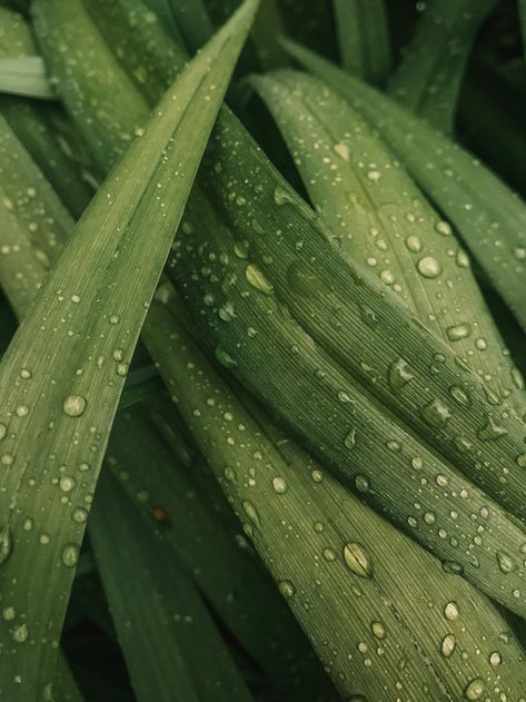 Green Nature Quotes, Still Life Interior, Farm Branding, Zen Aesthetic, Tech Aesthetic, Bloom Baby, After The Rain, Style Aesthetic, Green Nature