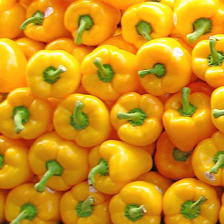 Yellow Peppers. 12 x 12, Edition of 10, $100, by ak Design, Limited Edition Fine Art Photography Yellow Food, Yellow Foods, Yellow Pepper, Yellow Brick Road, Yellow Submarine, Yellow Aesthetic, Fruit And Veg, Perfect World, Mellow Yellow