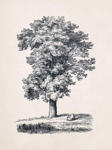 Linden Tree Illustration, Linden Tree Drawing, Cottonwood Tree Tattoo, Linden Tree Tattoo, Maple Tree Drawing, Oak Tree Tattoo Designs, Maple Tree Tattoos, Texture Sketch, Drawing Tattoo Ideas