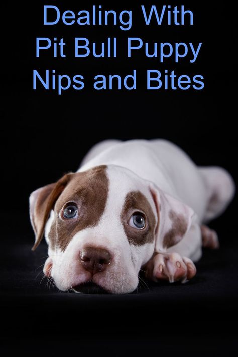 Pitbull Puppy Training Tips: Nipping Bites in the Bud Puppy Training Biting, Pit Bull Puppy, Puppy House, Easiest Dogs To Train, Dog Behavior Problems, Puppy Biting, Pitbull Puppy, Puppy Training Tips, Aggressive Dog