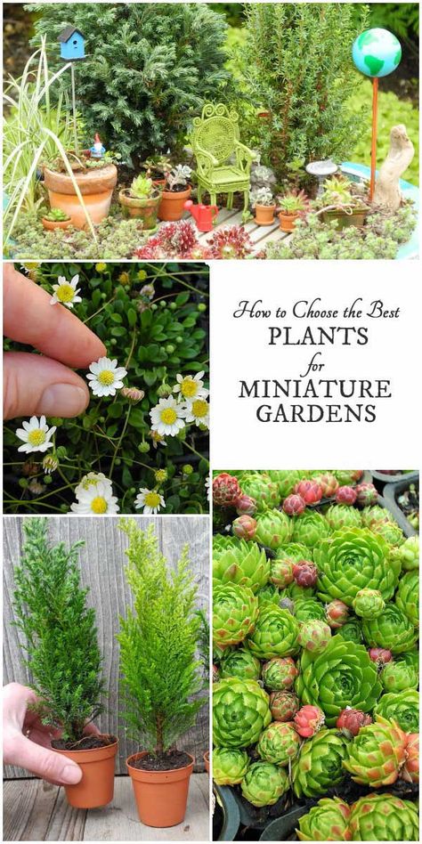 Want to create a miniature garden with living plants? This guide by expert Janit Calvo has all the information and resources you need to get started. Find out about the best plant choices, and how to plan your garden and accessories for a creative and enchanting living work of art. Funny Vine, Fairy Garden Plants, Fairy Garden Designs, Miniature Gardens, Plants To Grow, Faeries Gardens, Mini Fairy Garden, Best Plants, Garden Mini