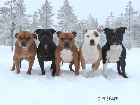 Winnie_the_staffy gang 😎 😎 😎 😎 #sävar #umeå #sweden #nannydog #laughingdog #staffylove #staffy #Staffiegram #staffiesdaily #staffyoftheday #staffyslife #dogsofinstagram #doglover #dog #dogsoftheday #dogsoftheworld #icu_topdog #staffyobsessed #mansbestfriend #featuremydogz #dogsofscandinavia #insta_cutest_dogs #staffygram #instagram #dogsonadventures #thestaffyworld #hpstolpe #Swedishpets Staffie Puppies, Stafford Bull Terrier, Animal Families, Staffy Dog, Staffordshire Terriers, Nanny Dog, Cutest Animals, Bull Terriers, Bull Terrier Dog