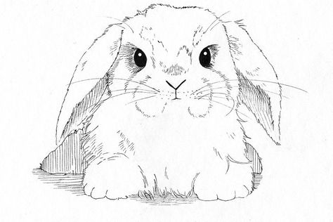 Lop Eared Rabbit, Lop Eared Bunny, Bunny Coloring, Rabbit Colors, Rabbit Drawing, Rabbit Tattoos, Bunny Coloring Pages, Bunny Drawing