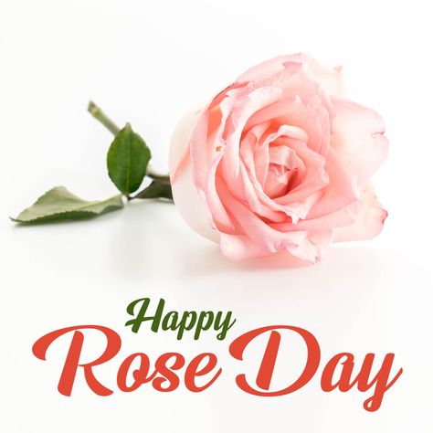 Rose Day Special, Rose Day Wishes, Rose Day Quotes, Happy Rose Day, Rose Day, Day 7, Day Wishes, Day Quotes, Happy Quotes