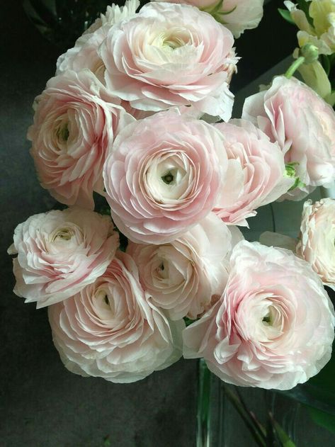 Blush Pink Ranunculus Blush Ranunculus, Ranunculus Wedding Bouquet, Ranunculus Asiaticus, Ranunculus Wedding, Ranunculus Bouquet, Modern Wedding Flowers, Ranunculus Flowers, Winter Wedding Flowers, Blush Flowers