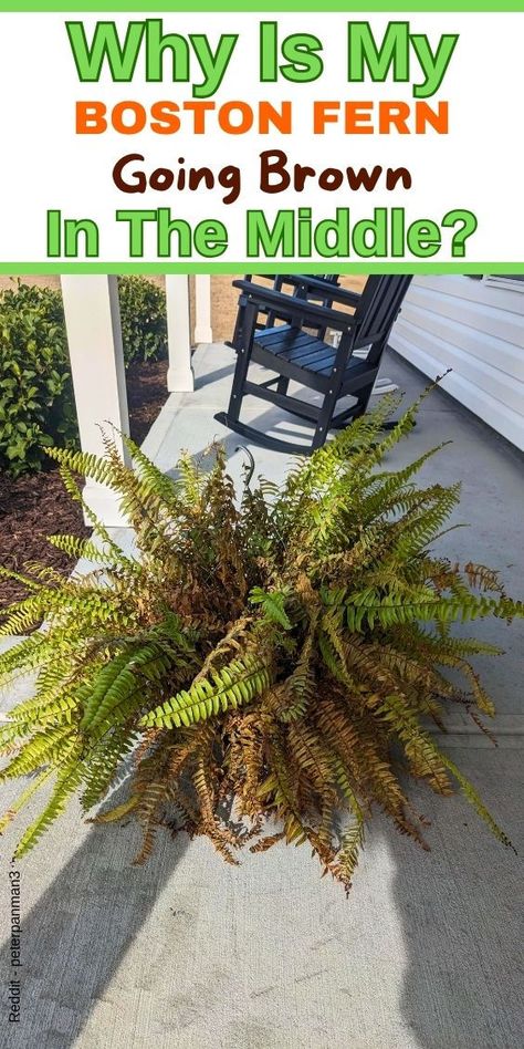 "Boston fern care, Preventing browning in Boston fern, Troubleshooting 
Boston fern browning, Boston fern brown middle, Boston fern care tips, 
Reviving Boston fern, Boston fern brown leaves, Boston fern water needs, 
Boston fern sunlight requirements
How To Grow A Boston Fern
- Boston Fern Winter Care
- Boston Fern Care
- Boston Fern Care Outdoor
- Why Is My Boston Fern Turning Brown
- Boston Fern Leaves Turning Brown
- Boston Fern Turning Brown
-boston fern dry leaves" Water Ferns, Ferns Care, Boston Fern, Indoor Plant Care, Fern Plant, Garden Yard Ideas, Hardy Plants, Outdoor Inspirations, House Plants Indoor