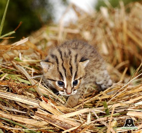 Rusty Spotted Cat, Wild Cat Species, Small Wild Cats, Leopard Cub, Spotted Cat, Cat Species, Animal Conservation, Kitten Photos, Cat Baby