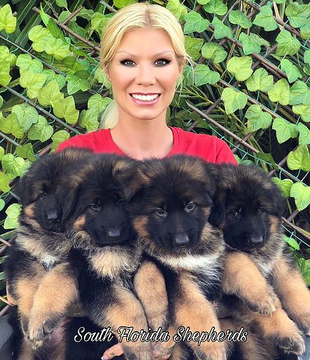 German Shepherd puppies for sale - #1 German Shepherd Breeder Miami German Shepherd Puppies For Sale Near Me, American German Shepherd, German Shepherd For Sale, German Shepherd Breeders, Akc Breeds, Gsd Puppies, Purebred Dogs, Shepherd Puppies, American Kennel Club