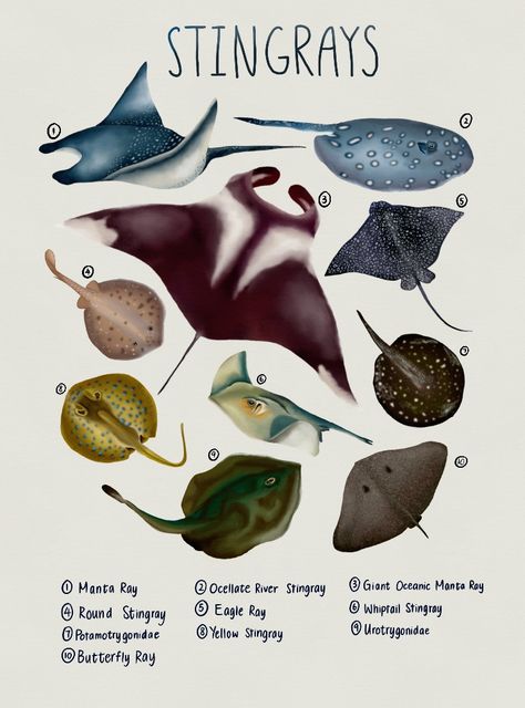 Types Of Sting Rays, Sea Animal Poster, Marine Biology Posters, Marine Biology Room Aesthetic, Stingray Widget, Stingray Facts, Marine Mammalogy, Marine Biology Poster, Ocean Diagram