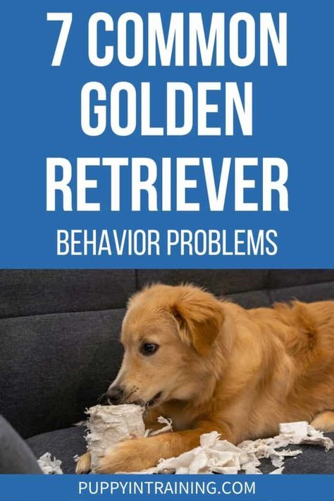 Golden Retriever Jumping, Golden Retriever Care, Golden Retriever Puppy Training, Golden Retriever Grooming, Golden Retriever Training, Destructive Behavior, New Puppy Checklist, Pet Muzzles, Puppy Barking