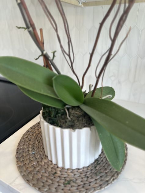 How To Care For Orchid Plants After Blooming (AKA - Keep Them Alive) Boho Plant Decor, Orchid Plant Care, Care For Orchids, Orchid Plant, Living Room Plants, Best Indoor Plants, Orchid Flowers, Orchid Care, Flower Spike