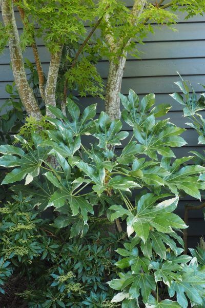 Shady Borders Uk, Shady Border Plants Uk, Shady Corner Garden Ideas, Boarder Plants, Shade Planting, Courtyard Garden Design, Shady Border, Japanese Courtyard, Best Plants For Shade