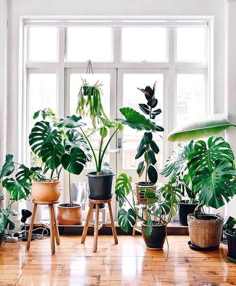 Plant Screen, Houseplant Ideas, Displaying Plants, Easy House Plants, Support Pour Plante, Low Light Plants, Houseplants Indoor, Interior Plants, House Plants Decor