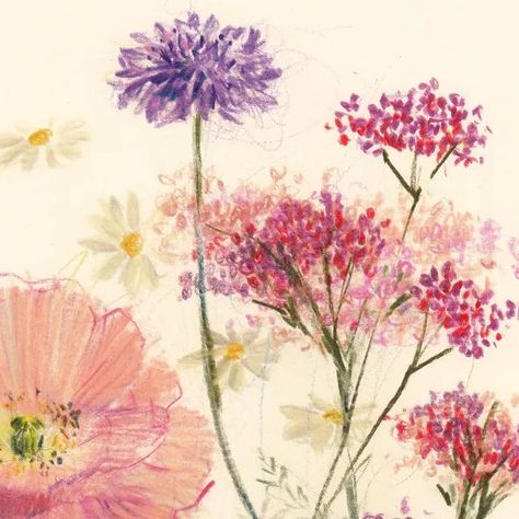 Claudia Lowry on Instagram: "July notes no. 1 Colour pencil on paper. 21cm x 29.7cm. I've just added two new summer drawings to my shop. Here's one of them, inspired by a gorgeous pink poppy (surprisingly tricky to draw), scabious, daisies, and verbena. Lots of pinks and purples. Have a good day everyone 🌿 #colourpencilart #drawingflowers #poppy #summerflowers #colourpencilart #flowerdrawing #observationaldrawing #markmaking #worksonpaper #pencilart #pencilonpaper #drawingart #artforhomes #a Colouring In Aesthetic, Coloured Pencil Flowers, Annaliese Core, Claudia Lowry, Flower Sketchbook, Coloured Pencil Drawings, Student Exhibition, Whimsical Drawings, Daisy Drawing