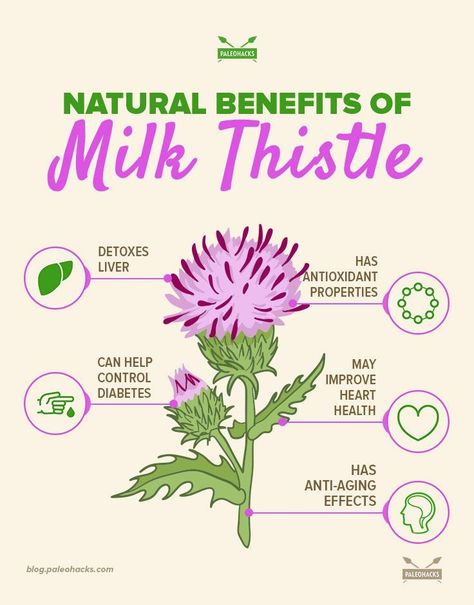 People have been using milk thistle to address health ailments for thousands of years. #milkthistle #healing #natural Thistle Benefits, Benefits Of Milk Thistle, Liver Repair, Milk Thistle Benefits, Benefits Of Milk, Wild Crafting, Adrenal Health, Liver Diet, Eating Better