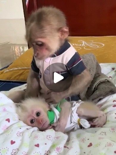 Birds In Nature, Unusual Pets, Baby Animals Videos, Funny Monkey Videos, Monkey Cute, Monkey Videos, Animals Monkey, Baby Monkey Videos, Baby Monkey For Sale