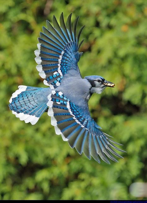 Flying Blue Jay, Bird Breeds, Blue Jay Bird, Bird Gif, Bird Watcher, Backyard Birds, Cute Stuffed Animals, Pretty Birds, Colorful Birds