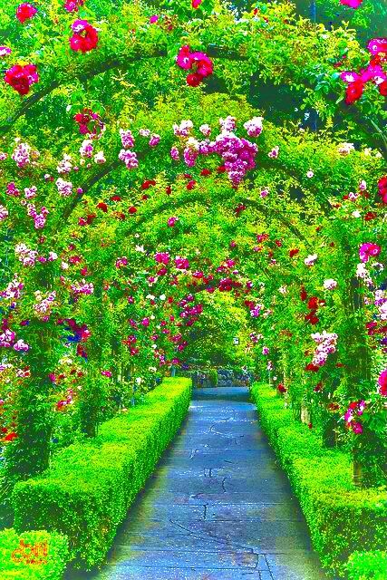 Butchart Gardens, Flowers And Greenery, Garden Arches, Most Beautiful Gardens, Beautiful Flowers Garden, Climbing Roses, Barbie Dream, Garden Care, Gorgeous Gardens