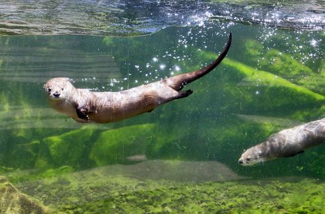 PHOTOS: River Otters at Sequoia Park Zoo Otters Swimming, Northern Spotted Owl, Otter Tattoo, Otter Drawing, Baby Sea Otters, River Otters, Spotted Owl, Steelhead Trout, Cute Otter