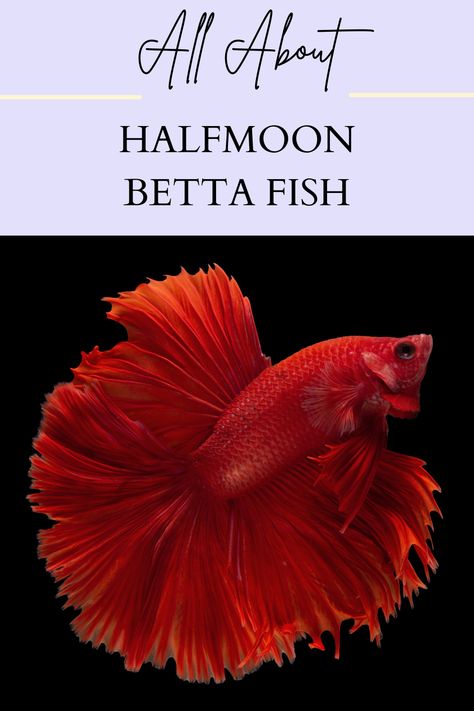 Are Halfmoon Bettas rare? How long do Halfmoon Bettas live? What other fish can live with Half-moon Bettas? Halfmoon Betta, Betta Fish, Half Moon, Pet Owners, Fish, Canning