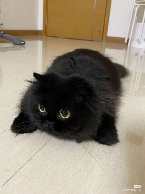 Black Fluffy Cat, Fluffy Black Cat, A Black Cat, Cute Black Cats, Fluffy Cat, Cat Aesthetic, Cute Animal Photos, Funny Cute Cats, Cute Cats And Dogs