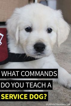 What Commands Do You Teach A Service Dog? - We've worked with puppies from 5 different service and guide dog schools. Check out our list of 58 Service Dog Commands we've taught our puppies in training. Training Service Dogs, Service Dog Training Checklist, Service Dog Aesthetic, American Alsatian, Dog Potty Area, Animal Therapy, Therapy Dog Training, Psychiatric Service Dog, Dog Commands