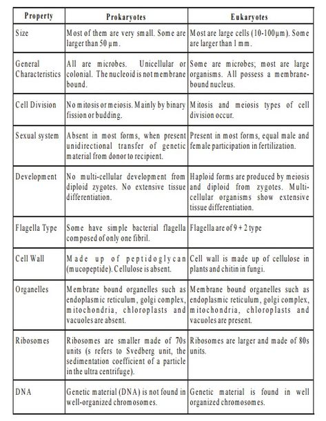 Prokaryotes And Eukaryotes, Getting Rid Of Gas, Prokaryotic Cell, Cell Organelles, Plant Cells, Eukaryotic Cell, Stain Techniques, Plasma Membrane, Dna Molecule