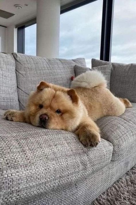 Perros Chow Chow, Chow Chow Puppy, Chow Chow Dogs, Cute Animals Puppies, Really Cute Dogs, Cute Little Puppies, Fluffy Dogs, Fluffy Animals