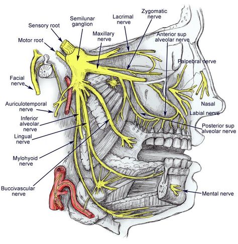 facial nerves Trigeminal Nerve, Dental Hygienist School, Nerve Anatomy, Dental Assistant Study, Dental World, Gross Anatomy, Dental Hygiene School, Dental Anatomy, Facial Nerve