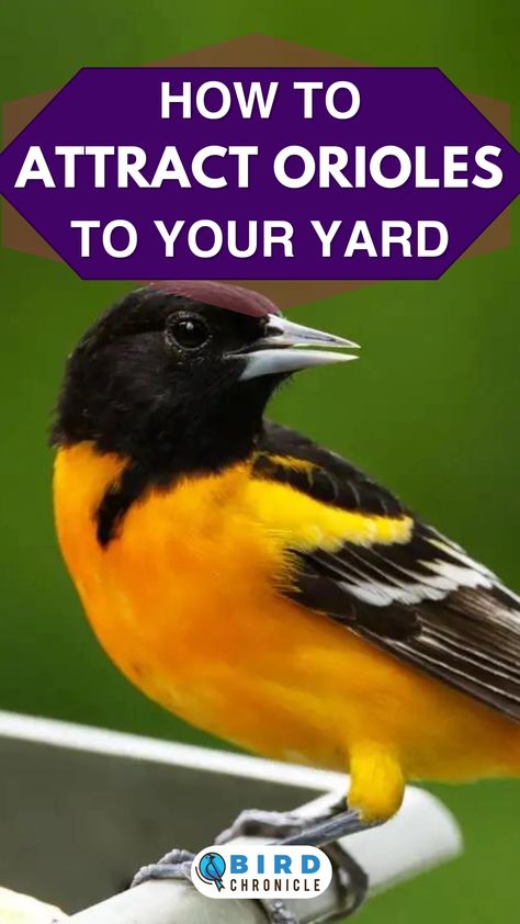 Oriole Bird Feeders Diy, Oriole Bird Feeders, Garden Diy Projects, Backyard Birds Watching, Backyard Birds Feeders, Orange Birds, Oriole Bird, Whimsical Garden Art, Garden Decoration Ideas