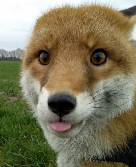 Fox Pet Aesthetic, Cute Fox Photos, Fox Funny Pictures, Silly Fox Pictures, Fox Looking Up, Fox Astethic, Fox Side Profile, Funny Fox Pictures, Fox Laughing