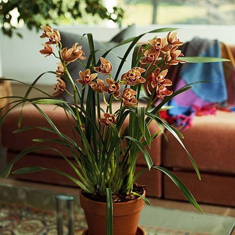 Orchid Fertilizer, Oncidium Orchids, Blooming Orchid, Jewel Orchid, Cattleya Orchid, Best Perennials, Growing Orchids, Dendrobium Orchids, Cymbidium Orchids