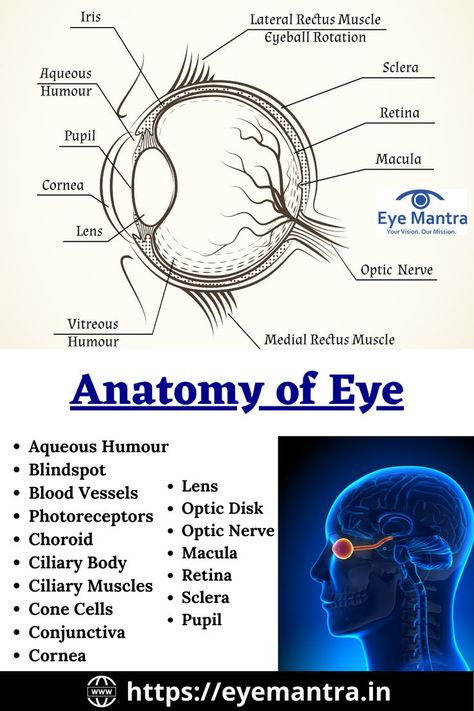 what are the parts of eye | eye parts  | anatomy of eye | anatomy of the eyeball | anatomy of eyelid | anatomy of eye labeled | anatomy of the eye socket | anatomy of eyeglasses  | anatomy of the eye diagram | 
anatomy of eyebrow | anatomy of eye muscles | anatomy of the eye coloring Eye Diagram Anatomy, Structure Of Eye, Anatomy Of Eye, Parts Of The Eyes, The Eye Anatomy, Diagram Of The Eye, Eyeball Anatomy, Eyes Facts, Human Eye Anatomy