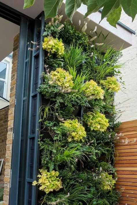 How to create a living plant wall in your own garden Tiny Courtyard Ideas, Living Walls Outdoor, Cosy Garden, Living Wall Garden, Living Wall Indoor, Creative Gardens, Garden Wall Planter, Wall Planters Outdoor, Living Wall Planter