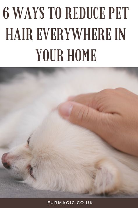 How To Keep Dog Hair Under Control, Removing Pet Hair From Furniture, Remove Pet Hair From Laundry, Remove Pet Hair From Car, Boy Dog Accessories, Girl Dog Accessories, Designer Dog Accessories, Small Dog Accessories, Clothes Furniture