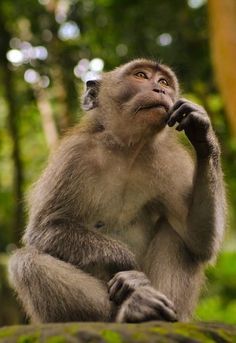 Monkey Reference, Photo Essay Examples, Rhesus Monkey, Rhesus Macaque, Monkey Pose, Drunken Master, Macaque Monkey, Spider Monkey, Animal Home